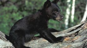 ours noir