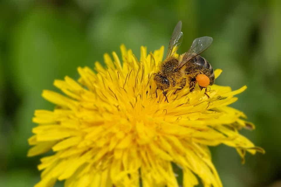 Пыльца растений собранная пчелой. Пчелиная пыльца (Bee pollen). Пыльца и нектар. Пчела с пыльцой и нектаром. Пчела с обножкой.