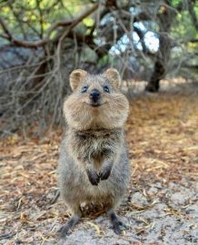 Quokka