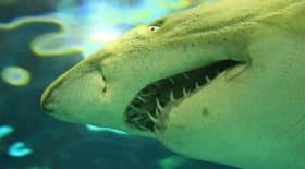 Un énorme requin rôde autour d'une nageuse