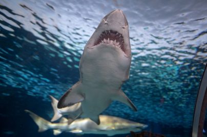 requins