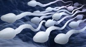 spermatoizoide