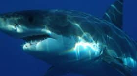 Une nouvelle attaque de requin