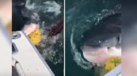 une-journee-de-peche-tranquille-et-soudain-un-grand-requin-blanc