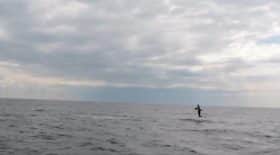 La vidéo impressionnante d'un requin renard
