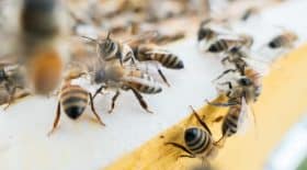 abeilles