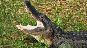 meth-alligators