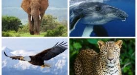 animaux