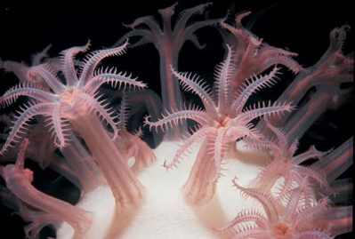 Anthomastus ritteri, ou corail champignon.
