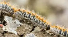 Les dangers des chenilles processionnaires