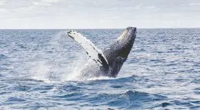 baleine bleu