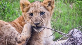 Bahati