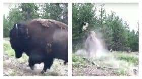 bison