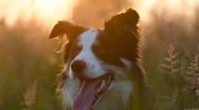 border-collie