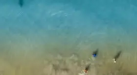 ce-netait-quune-sortie-en-famille-a-quelques-metres-enfants-il-filme-un-requin-avec-son-drone