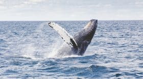 chasse à la baleine