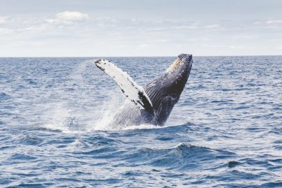 chasse à la baleine