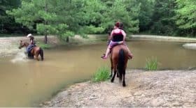 cheval très peur eau