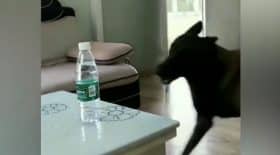 chien bouteille