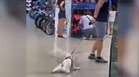 chien flemme