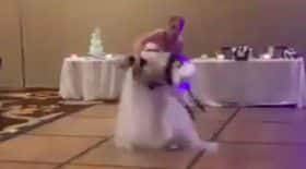 chien mariage