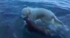 chien sauve un faon