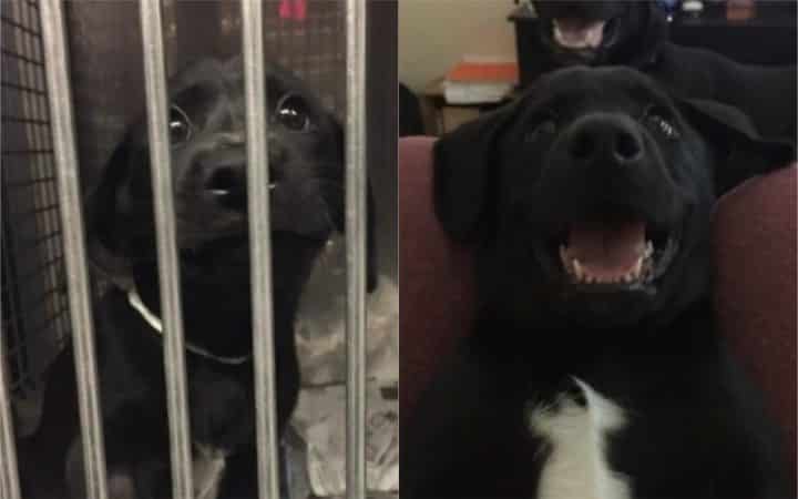 chiens abandonnés