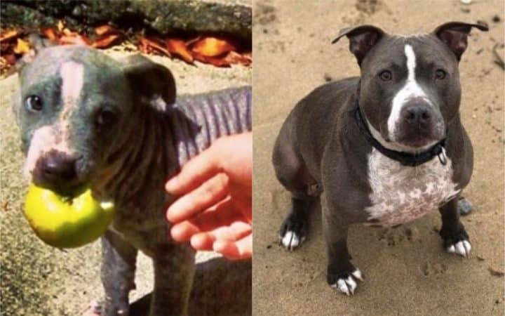 chiens abandonnés