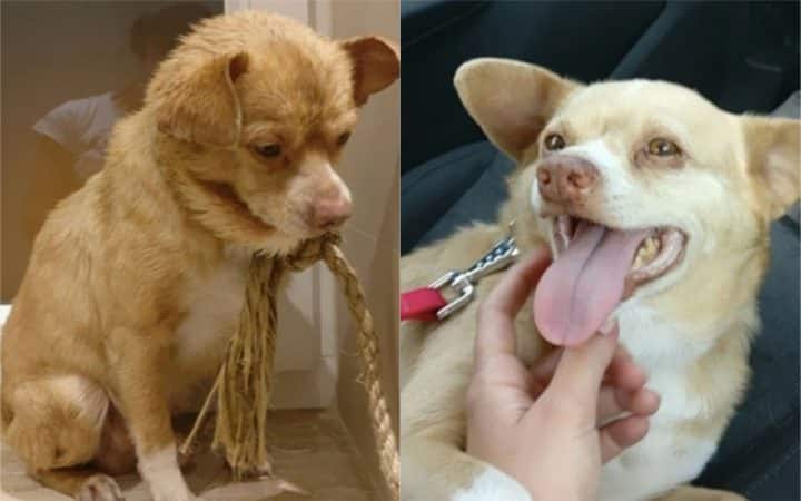 chiens abandonnés