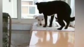 chiens amour