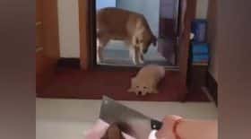 chiens violent