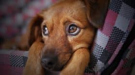 un pauvre chiot écrasé