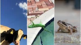 Poissons, vaches, argent : Les 10 choses les plus improbables qui sont tombés du ciel