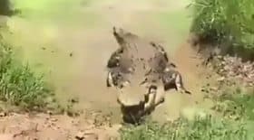 crocodile