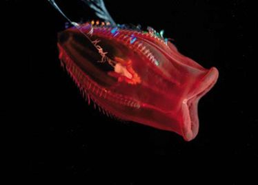 Cténophore non identifié