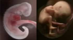 évolution bébé