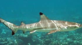 il-vit-24-ans-avec-une-dent-de-requin-coincee-dans-le-pied