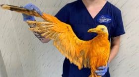 ils-pensaient-soigner-un-oiseau-exotique-mais-se-rendent-compte-quil-est-recouvert-de-curry