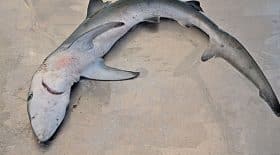 Du requin-renard venu à Intermarché