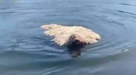 komondor