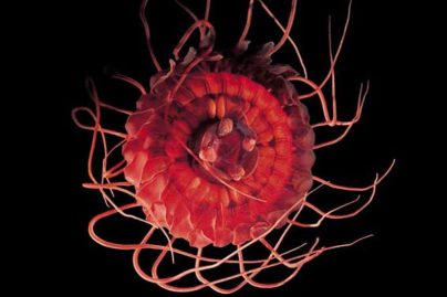 La méduse Atolla Wyvillei