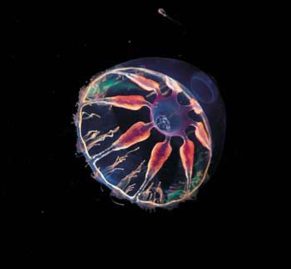 La méduse Botrynema brucei