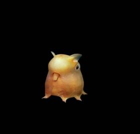 L'adorable poulpe Dumbo (Grimpoteuthis sp.)