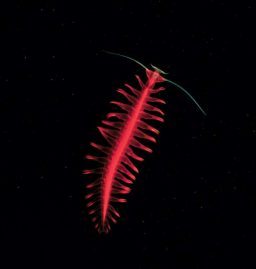 Le ver annélide Tomopteris, une merveille des profondeurs