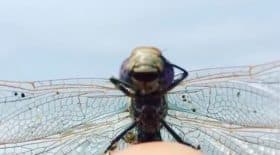 libellule