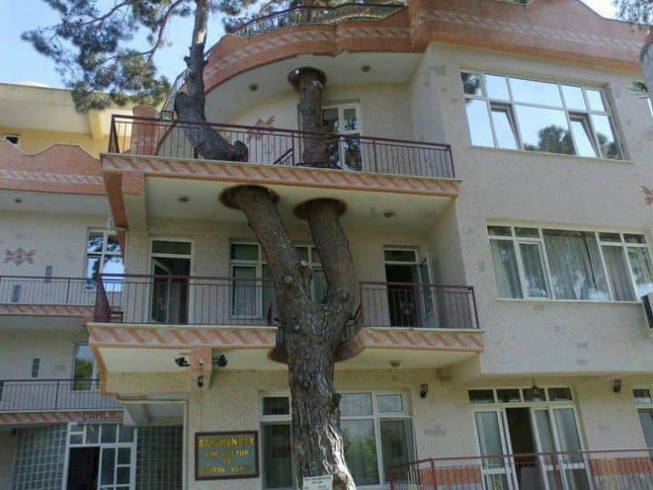 maison arbre