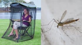 moustique chaise