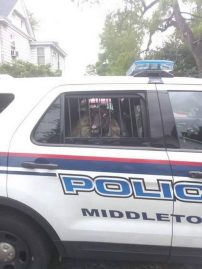 Mouton voiture police US 8