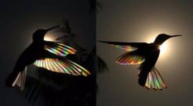 oiseau arenciel