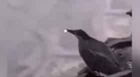 oiseau chasse